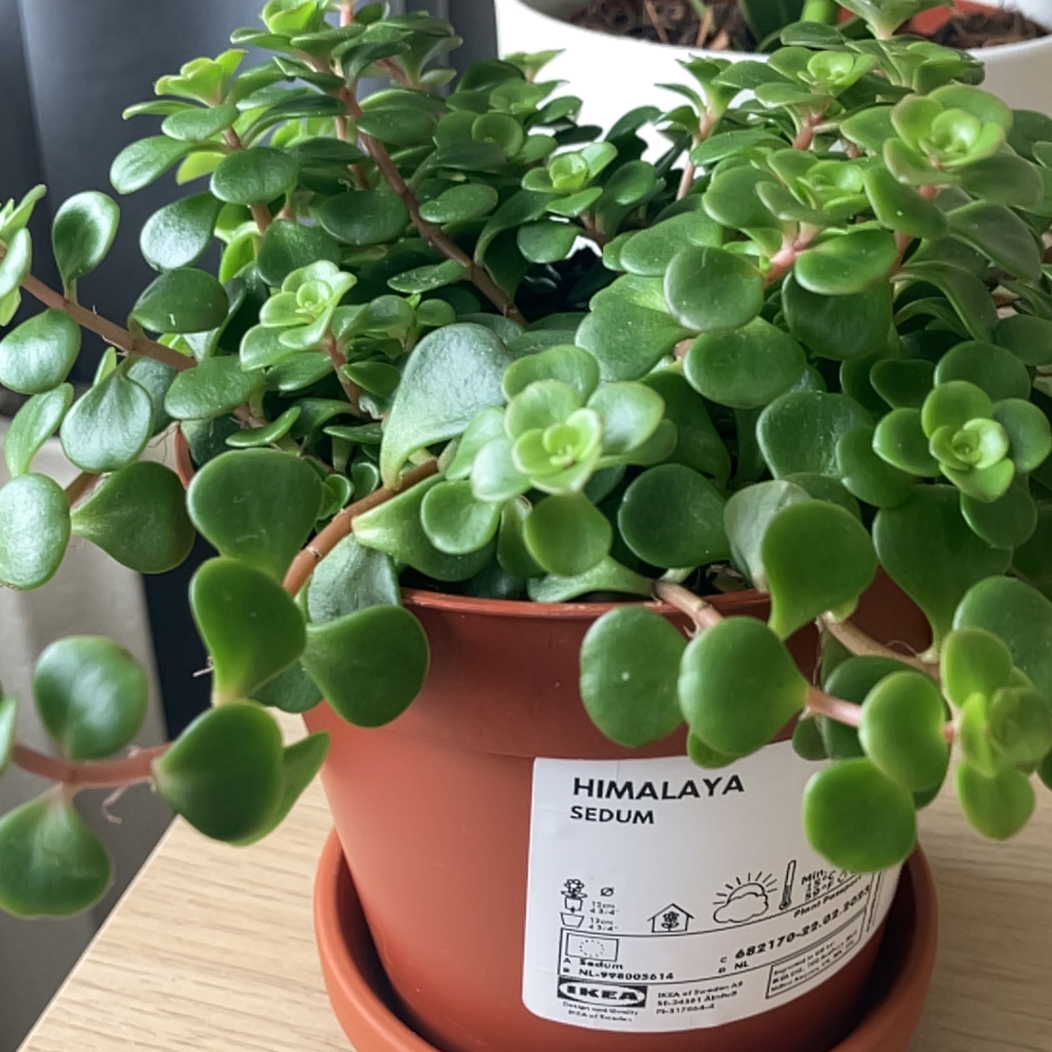 Healthy Sedum 'Himalayan Skies' plant in a pot with vibrant green leaves.