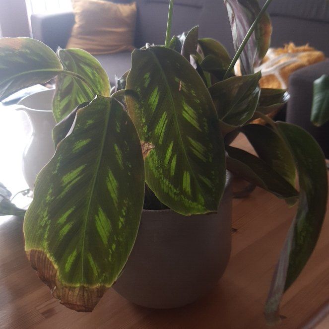 Photo of the plant species Calathea 'Flamestar' by @BiggestMullein named Sahara on Greg, the plant care app