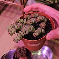String of Buttons plant