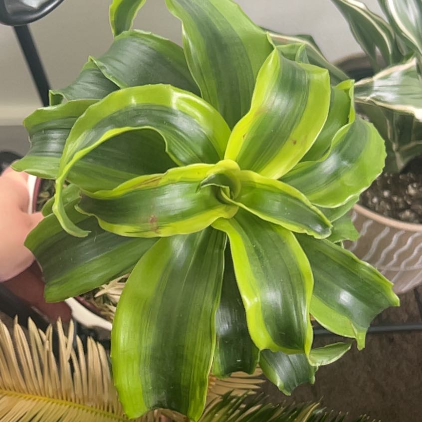 Dracaena 'Tornado' plant with vibrant green leaves, well-framed and healthy.