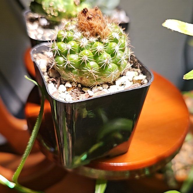 Photo of the plant species Parodia mairanana by @CuttingedgeBlue named Red Tom Thumb on Greg, the plant care app