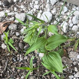 Photo of the plant species Broad Helleborine by @NiceAchiote named Homer on Greg, the plant care app