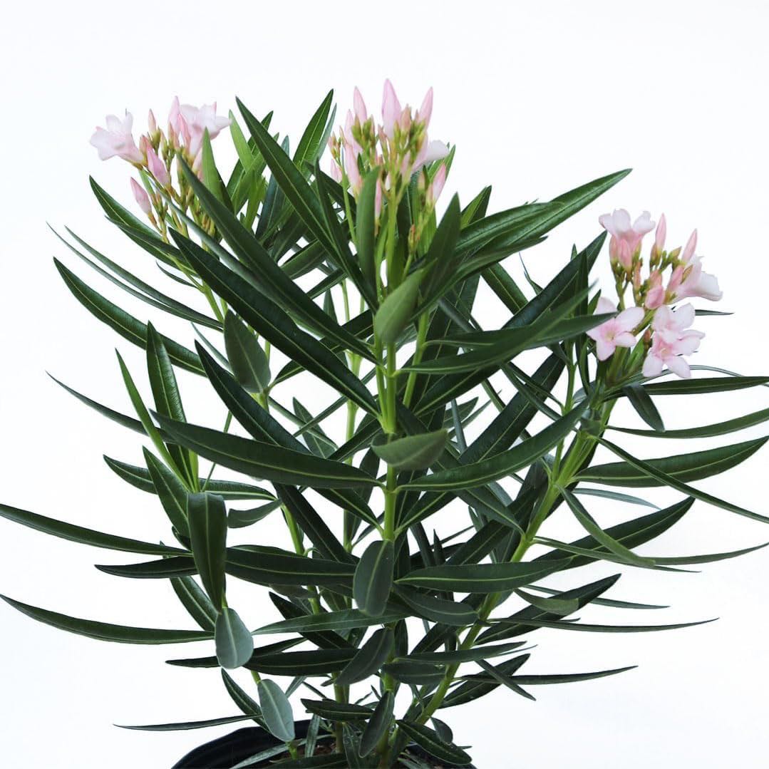 Photo of the plant species Oleander 'Petite Pink' by @MerryYuzutree named Keanu Leaves (tap) on Greg, the plant care app