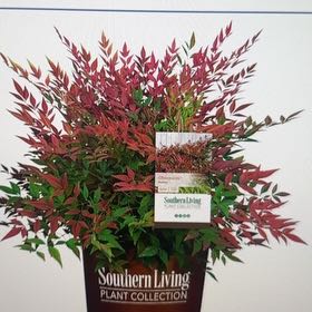 Photo of the plant species Nandina 'Obsession' by @MerryYuzutree named Osmo (tap) on Greg, the plant care app