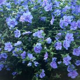 Photo of the plant species Blue Chiffon Rose of Sharon by @MerryYuzutree named Dax (tap) on Greg, the plant care app