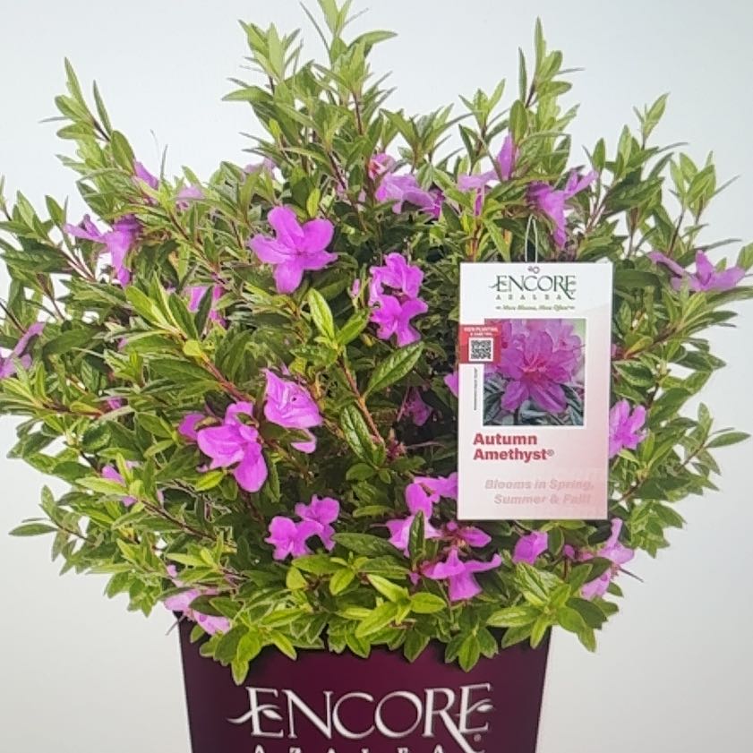 Photo of the plant species Callicarpa 'Autumn Amethyst' by @MerryYuzutree named Beyonce (tap) on Greg, the plant care app