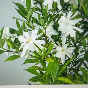Photo of the plant species Gardenia 'Frostproof' by @MerryYuzutree named Hamilton on Greg, the plant care app
