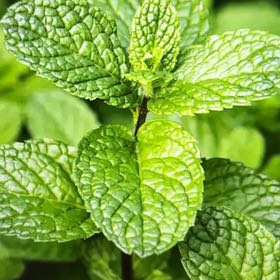 Photo of the plant species Peppermint by @MerryYuzutree named Harmony (tap) on Greg, the plant care app