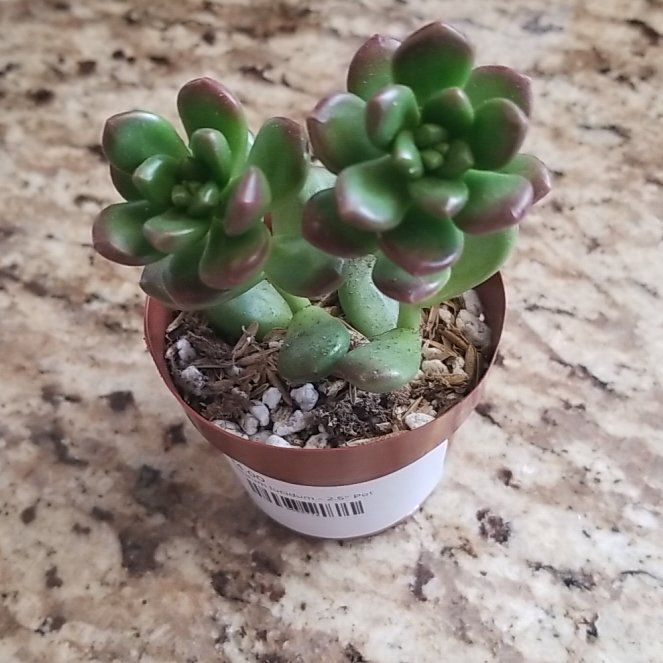 Photo of the plant species Sedum lucidum by @SmileyWaxivy named Roseanne on Greg, the plant care app