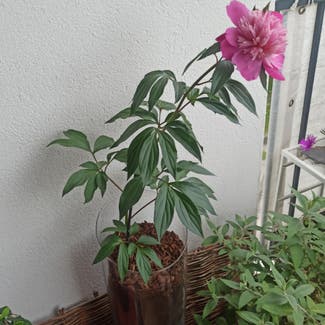 Chinese Peony plant in Montpellier, Occitanie