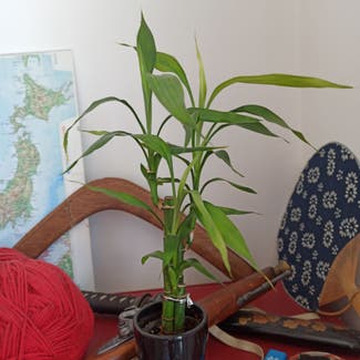 Lucky Bamboo plant in Montpellier, Occitanie