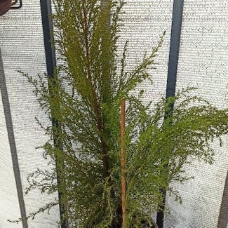Cupressus macrocarpa plant in Montpellier, Occitanie