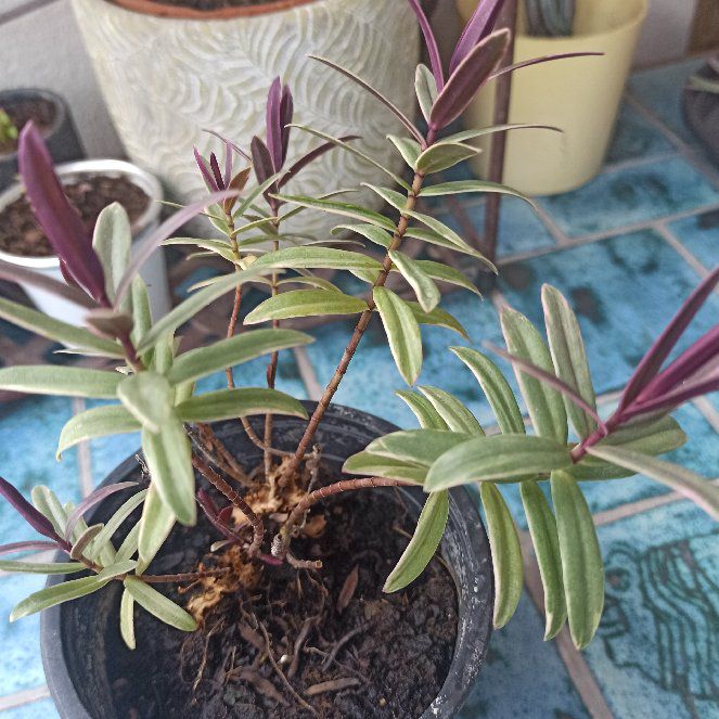 Photo of the plant species Veronica 'Emerald Green' by @BullishTyrimnus named Darwin on Greg, the plant care app
