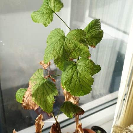 Photo of the plant species Black Currant by @FlashyJiaogulan named Currie on Greg, the plant care app
