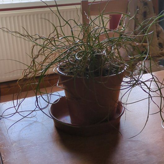 Photo of the plant species Corkscrew Plant by @FlashyJiaogulan named Twisty on Greg, the plant care app