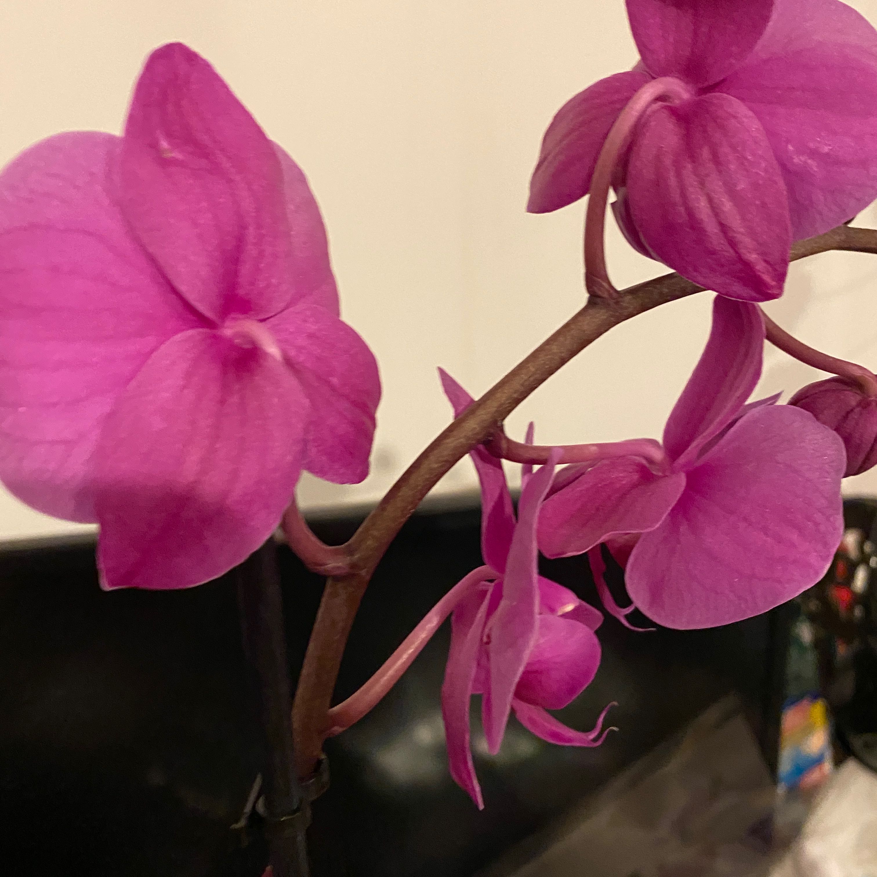 Purple Ground Orchid with vibrant purple flowers, appearing healthy and well-maintained.