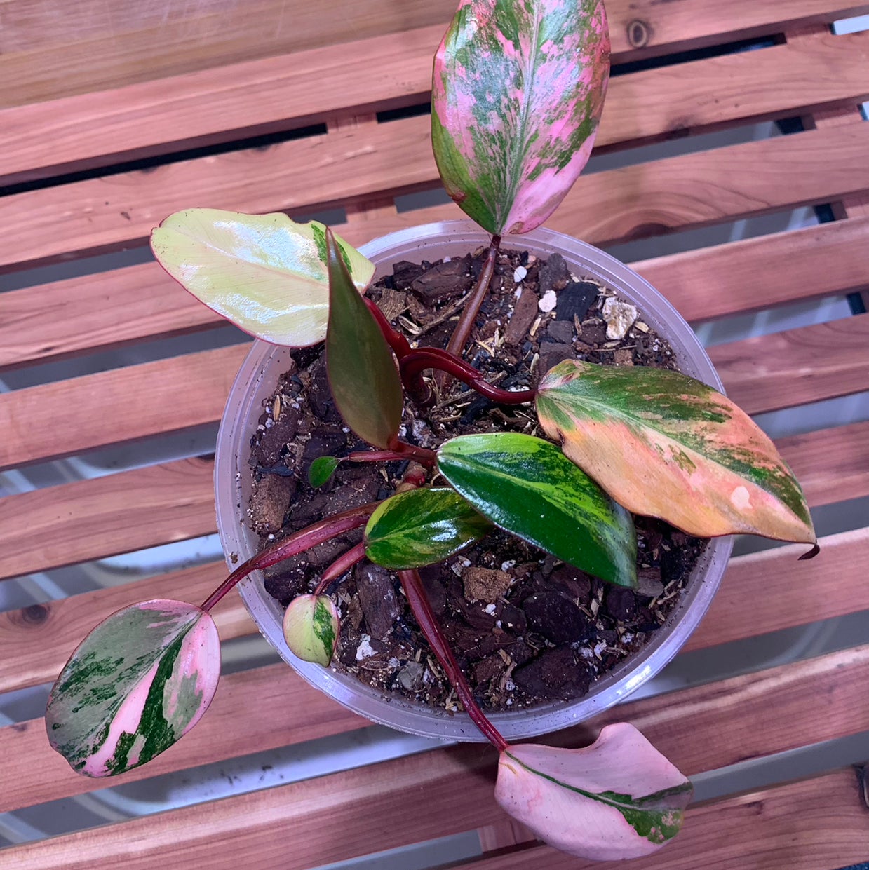 Strawberry Shake Philodendron plant in a clear pot with variegated leaves showing yellowing and browning.