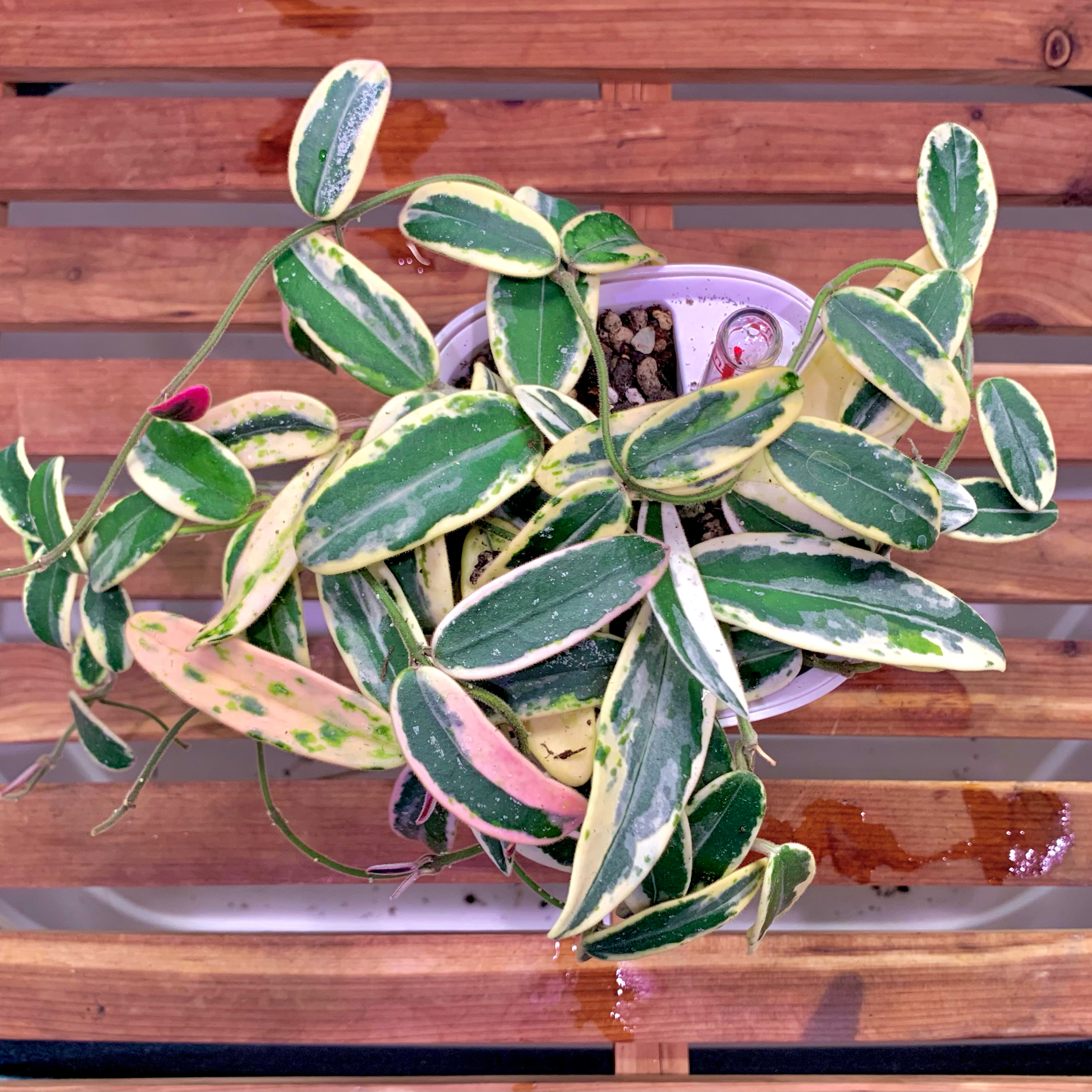 Photo of the plant species Hoya lyi by @GaryPoopins named (L1) on Greg, the plant care app