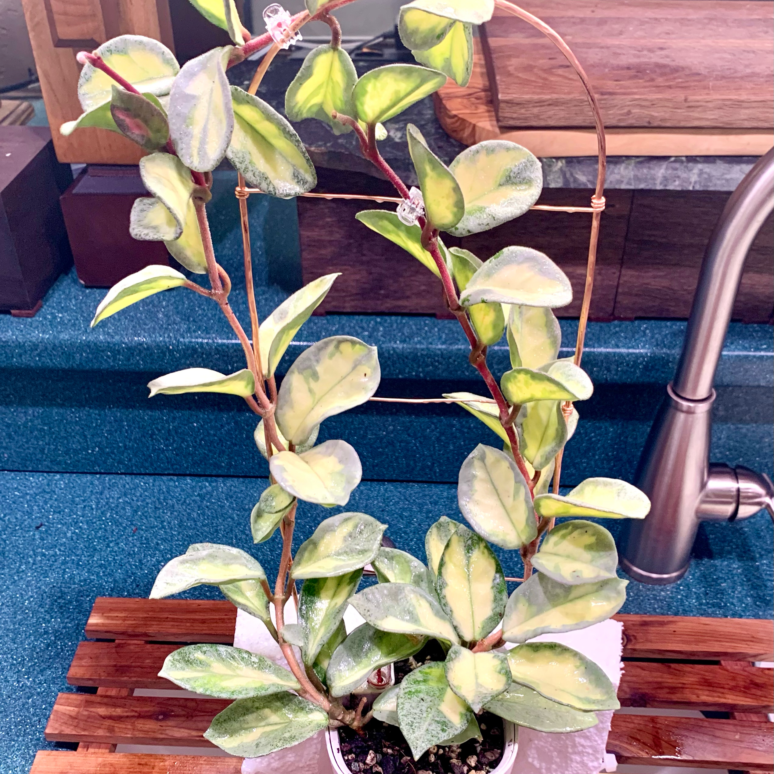 Photo of the plant species Hoya Argentea Princess by @GaryPoopins named (AR1) on Greg, the plant care app