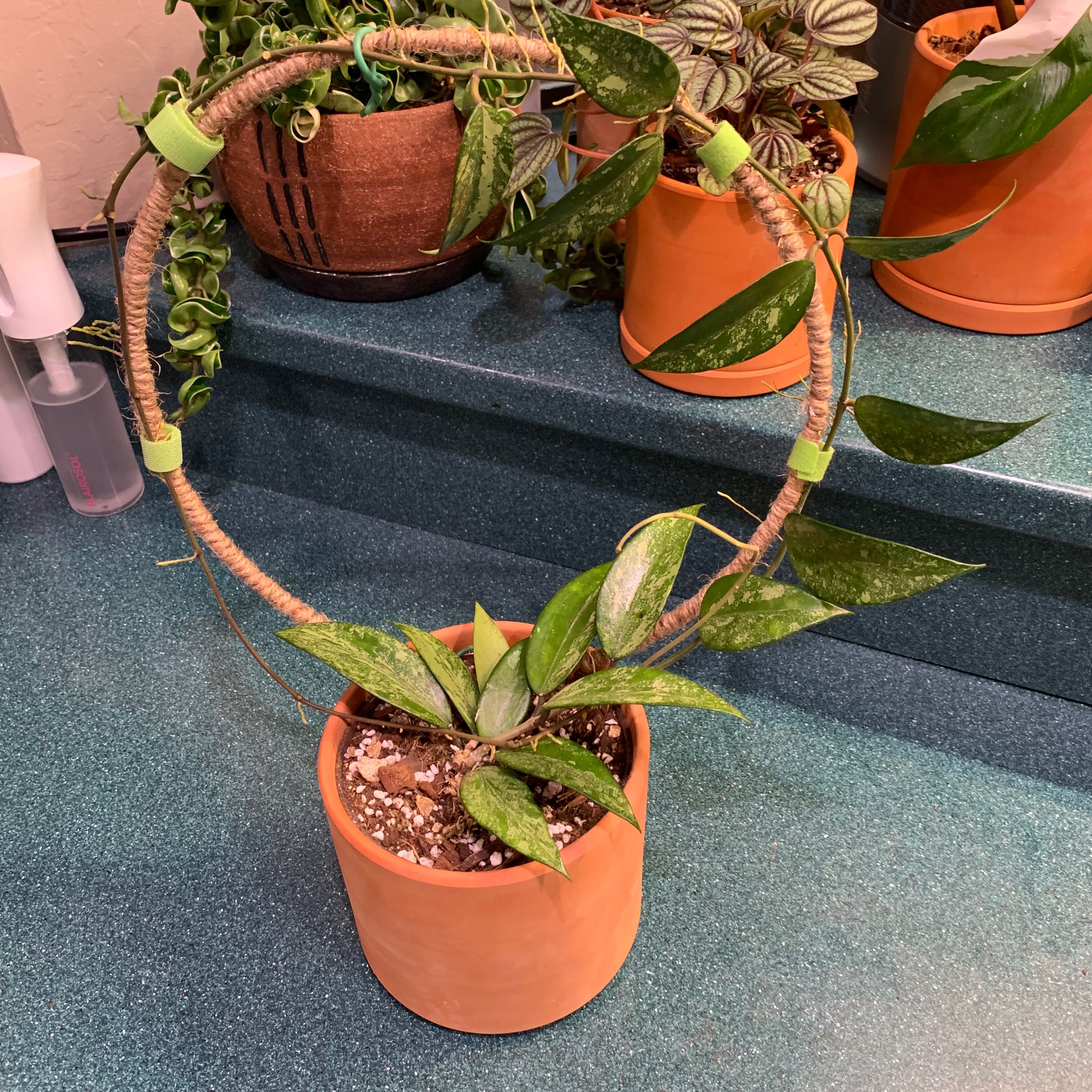 Potted Hoya heuschkeliana variegata plant with circular trellis, healthy variegated leaves.