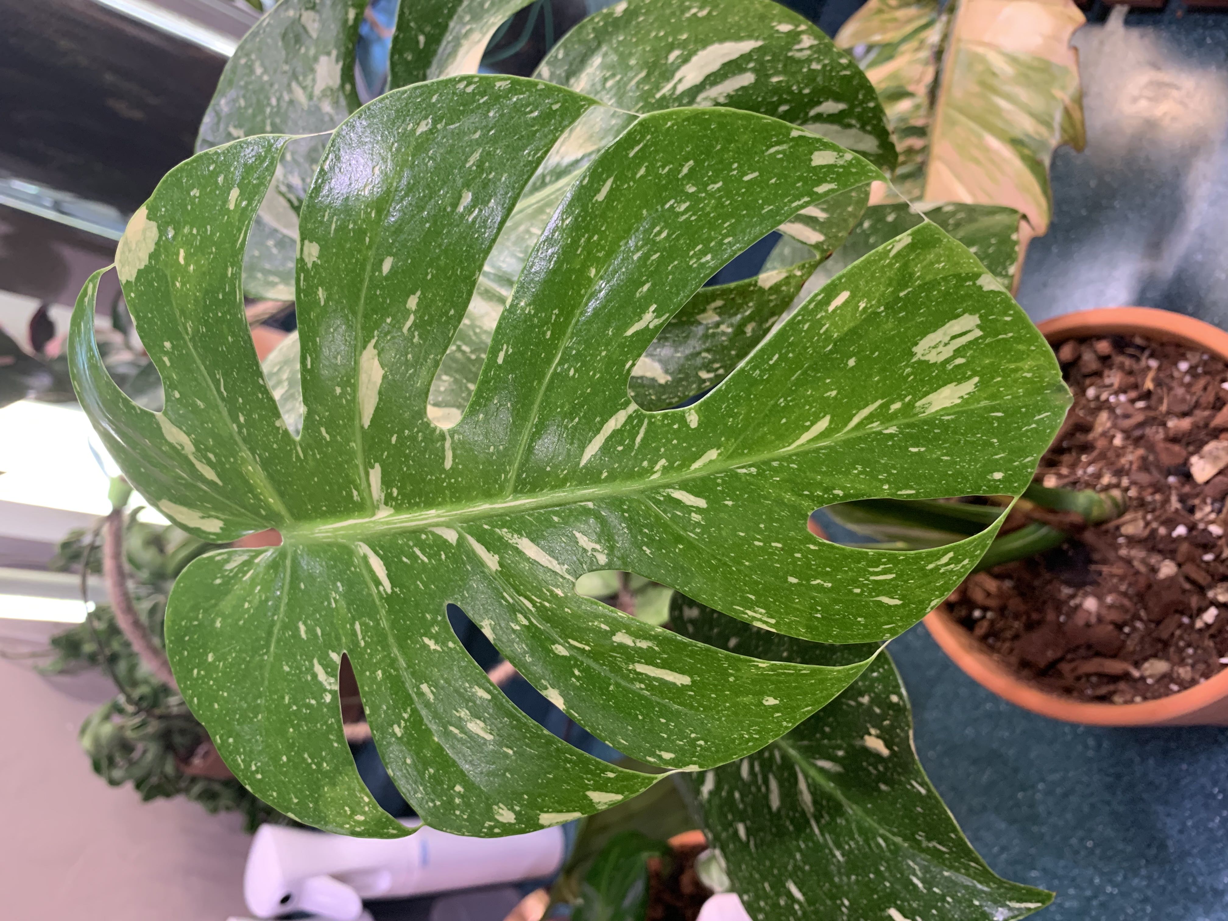 7 Beautiful Types Of Monstera Adansonii Variegata To Grow