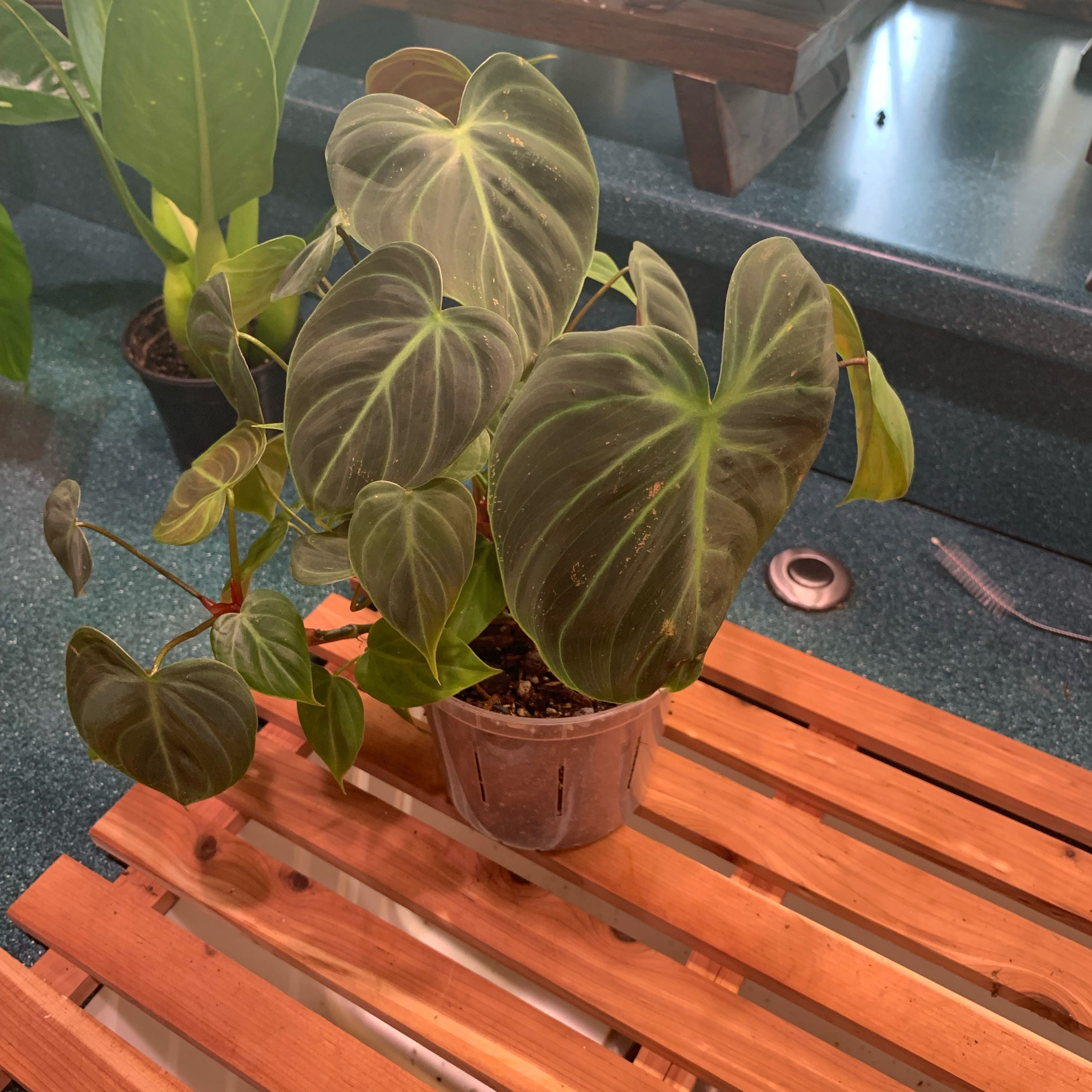 Philodendron El Choco Red plant in a pot on a wooden surface, appears healthy.
