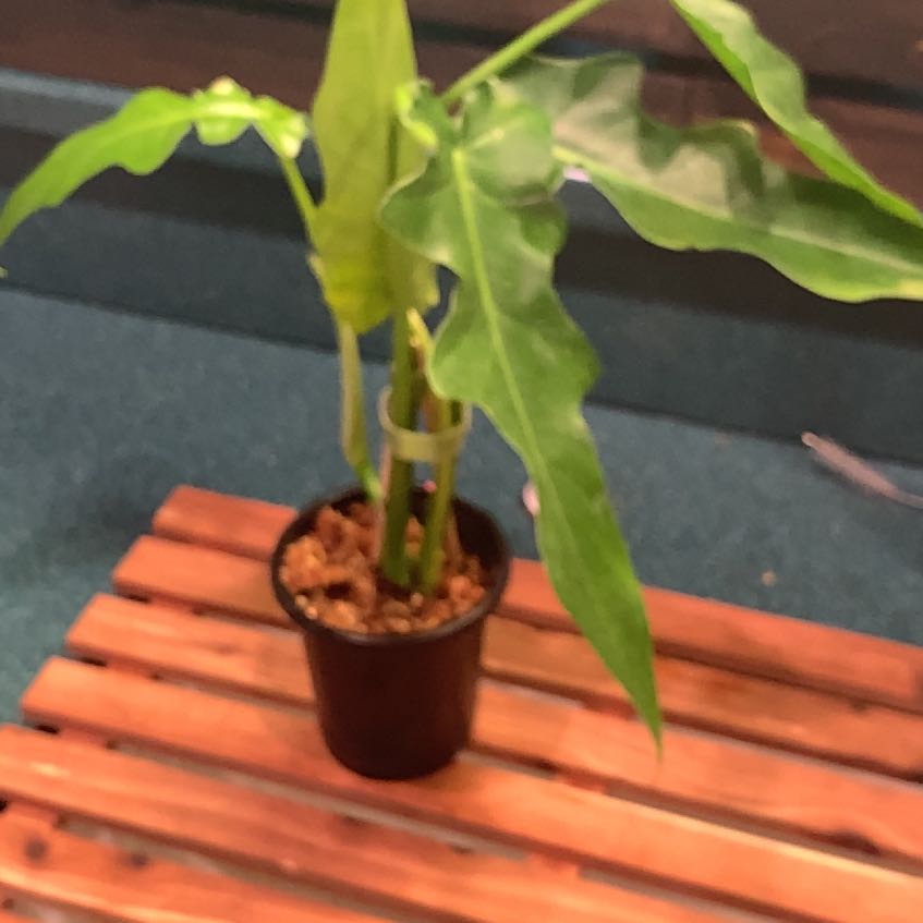 Photo of the plant species Philodendron 'Bob Cee' by @GaryPoopins named Taylor Swift on Greg, the plant care app