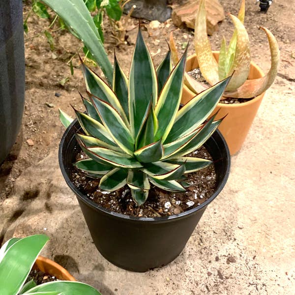Agave 'Snow Glow': How Much Water & Light Does it Need to Agave 'Snow Glow': How Much Water & Light Does it Need to