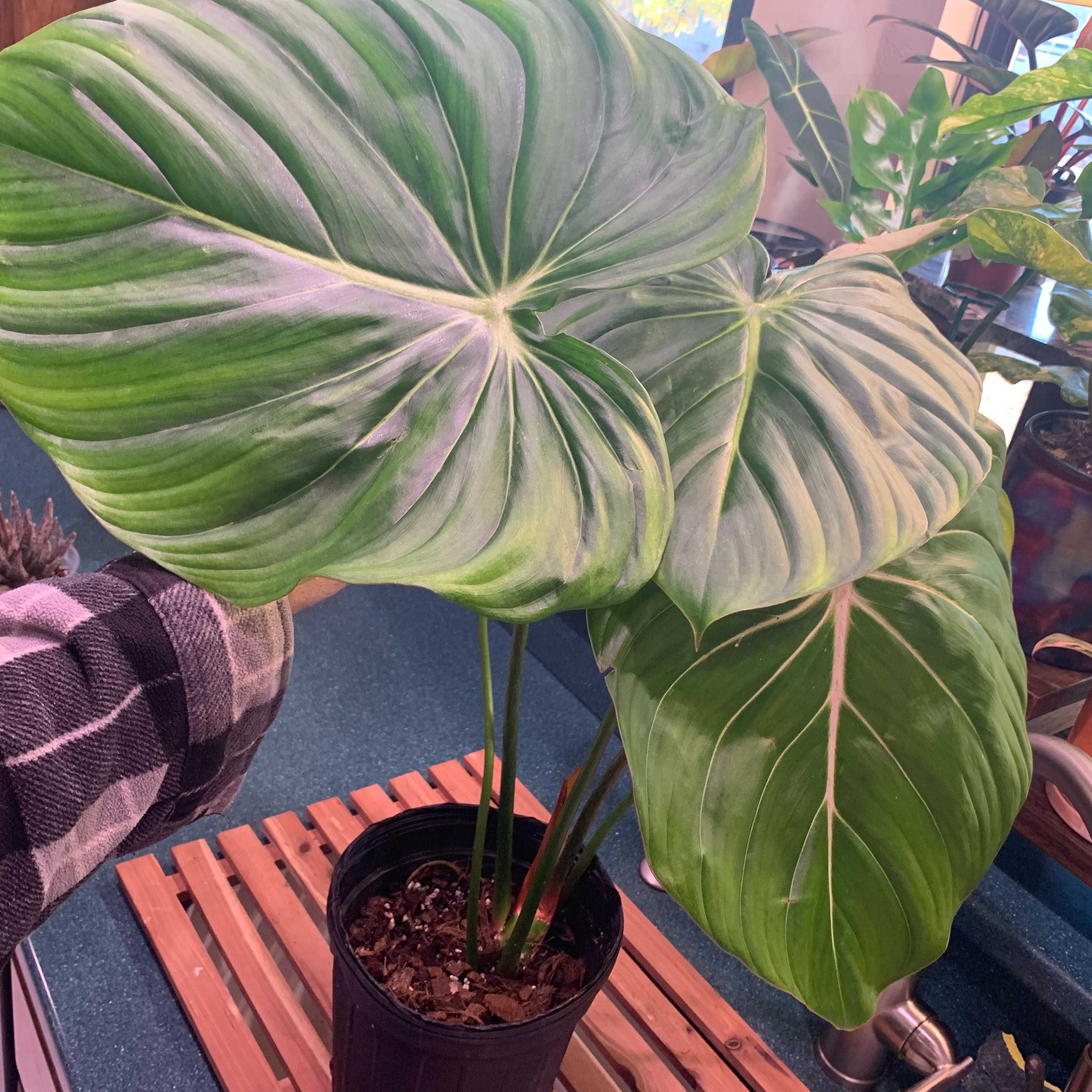 Philodendron 'McDowell' plant with large green leaves, hand holding one leaf.