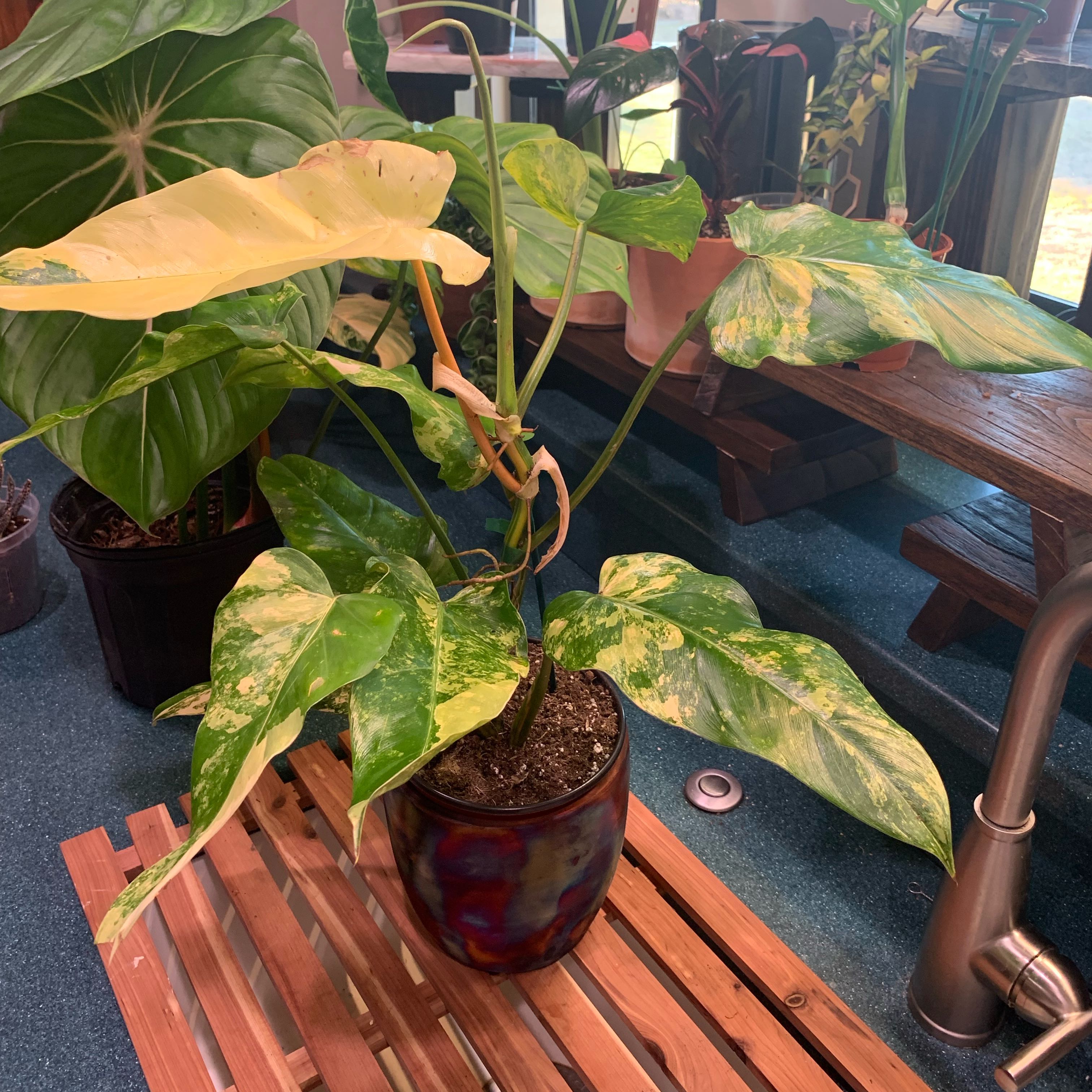 Variegated Philodendron in a pot with visible soil and some yellowing leaves.