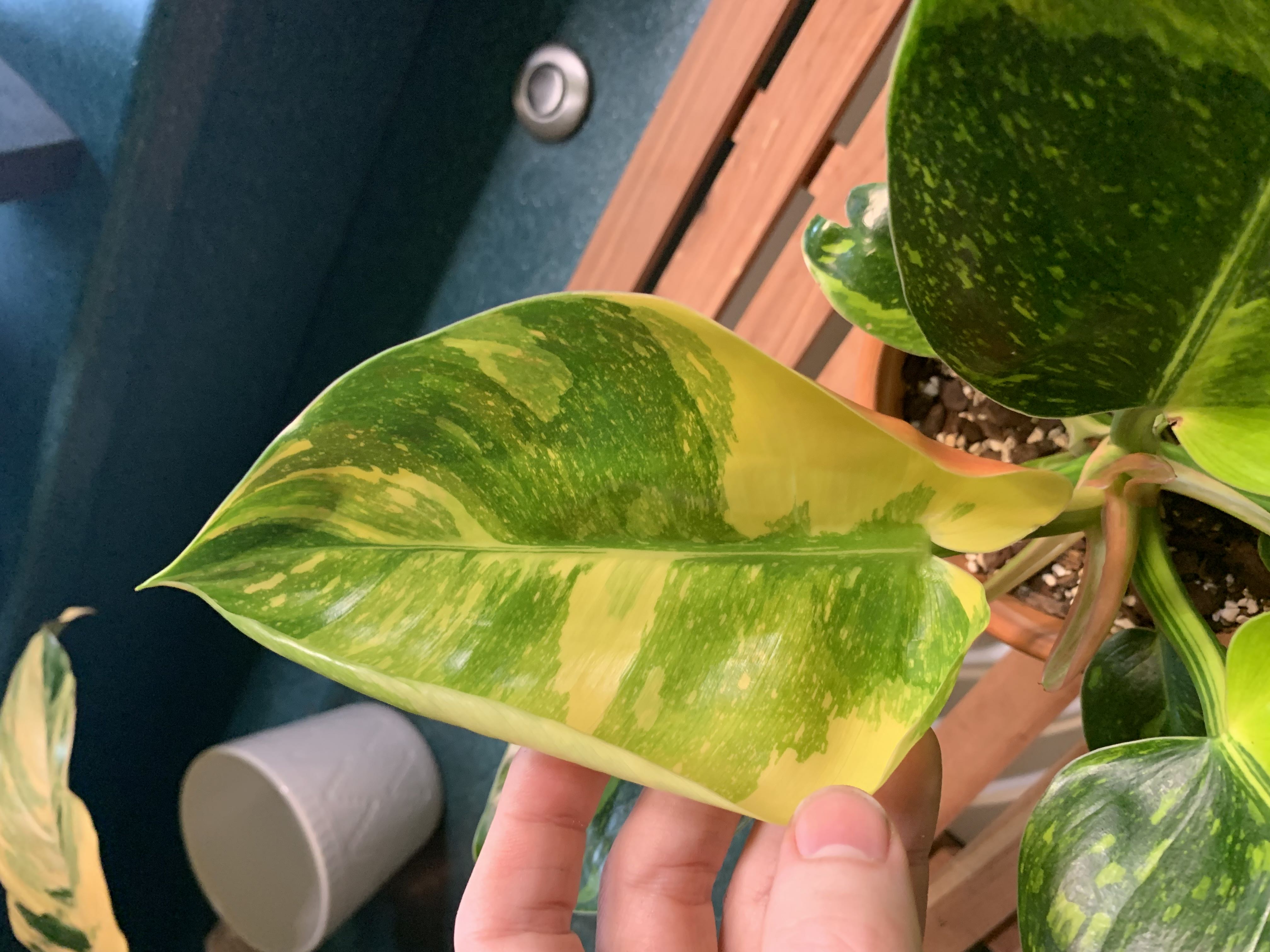 Photo from the post