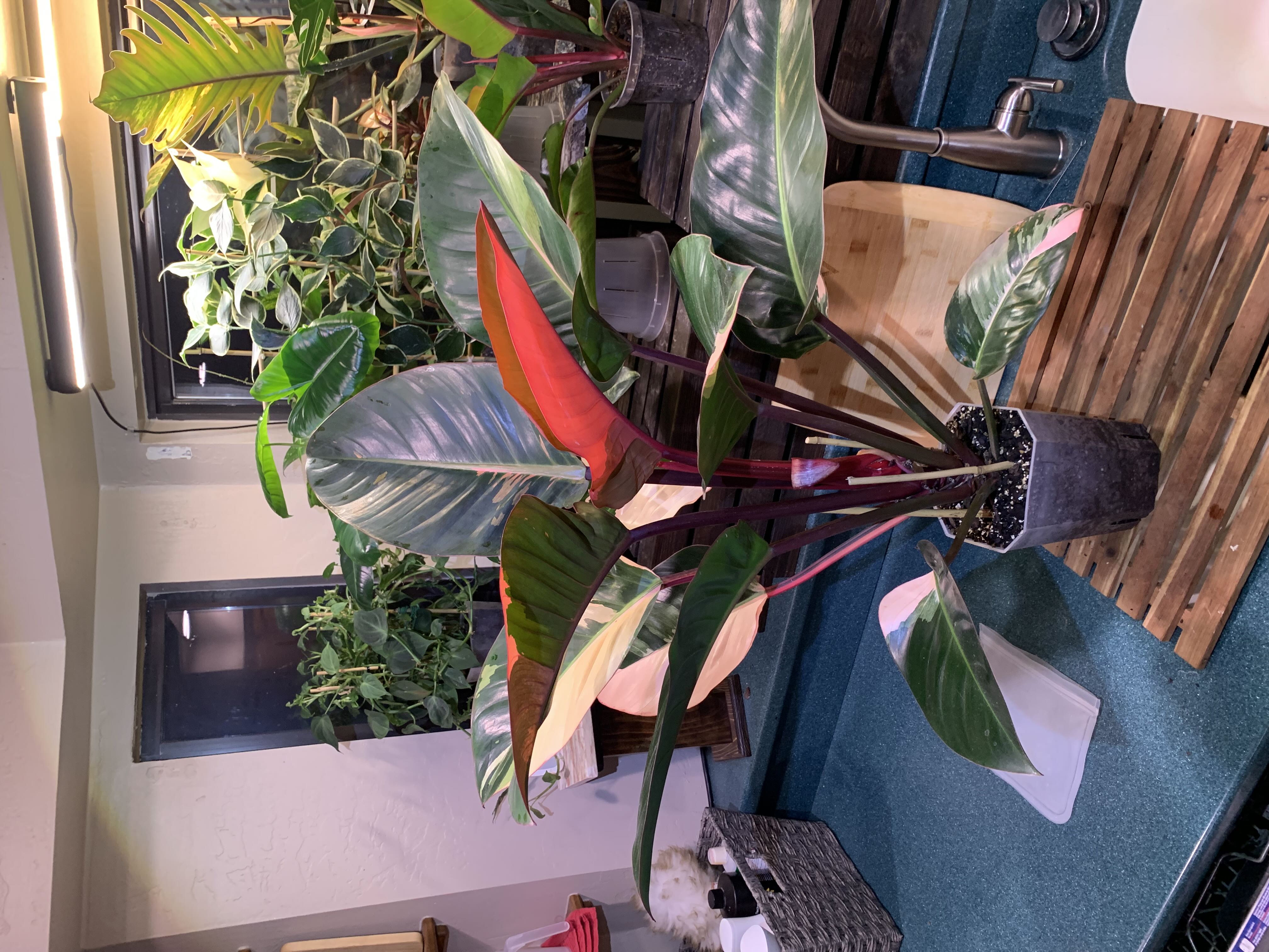 Photo from the post