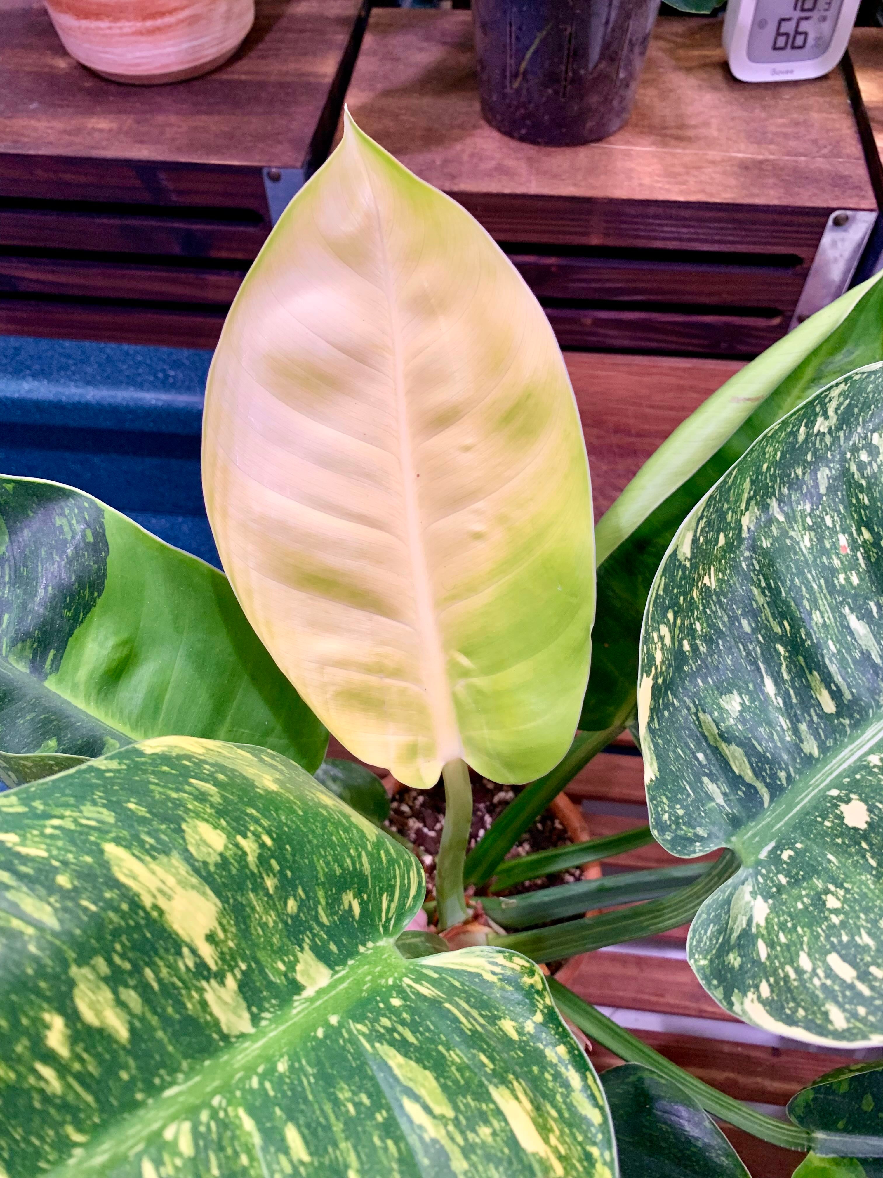 Philodendron Dean McDowell Livingroom A plant by Lilybellebloom on Greg