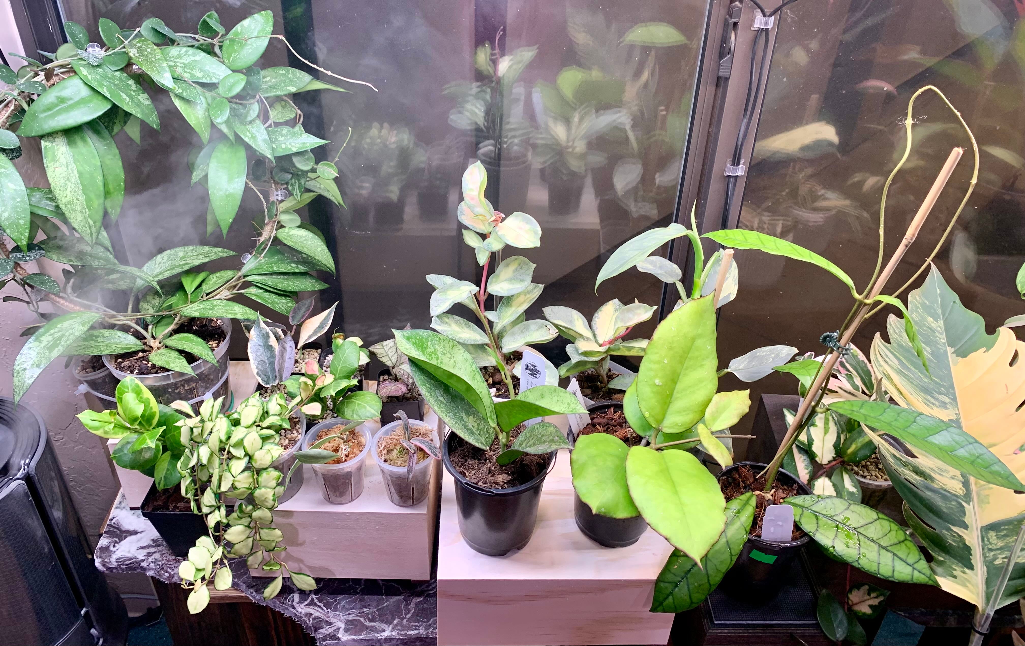 Ultimate Guide to Potting Porcelain Flower 🪴