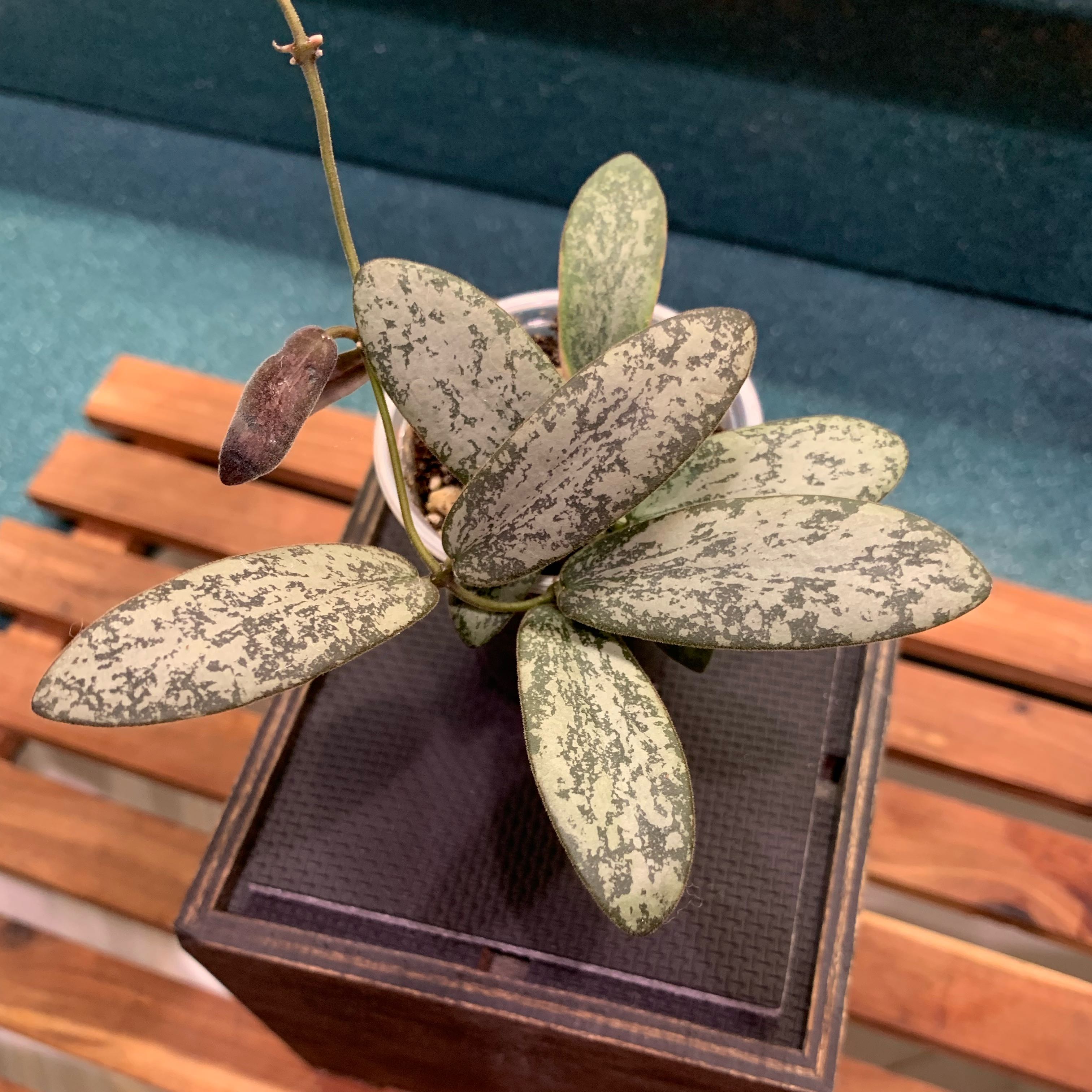 Photo of the plant species Hoya sigillatis silver by @GaryPoopins named Marilyn on Greg, the plant care app