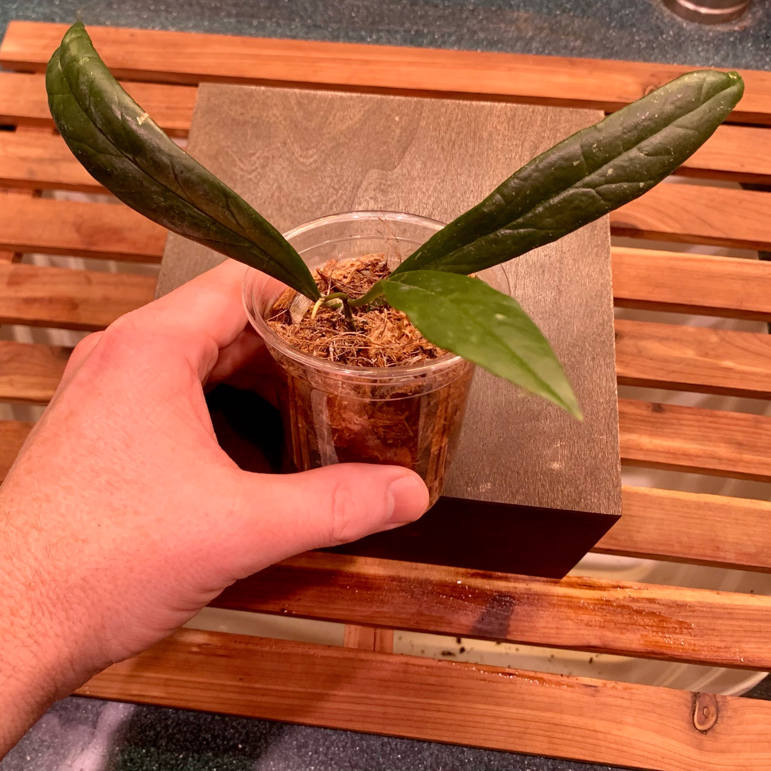 Photo of the plant species Hoya Sulawesi by @GaryPoopins named Bella on Greg, the plant care app
