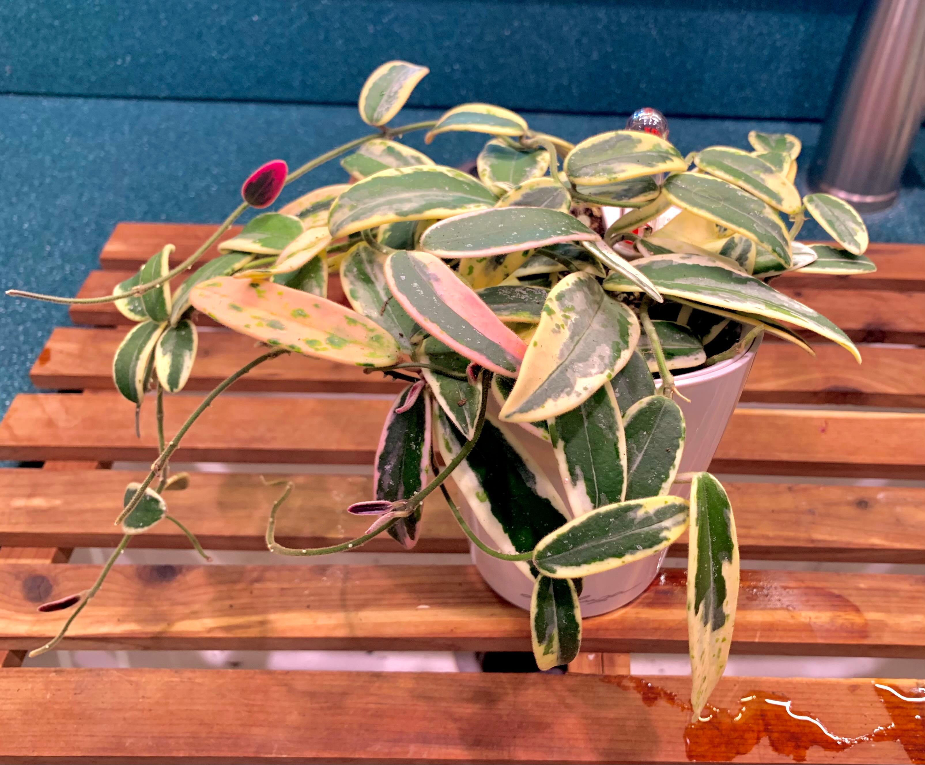 I love this one. Lyi prism #HappyPlants #Hoya #HoyaHango