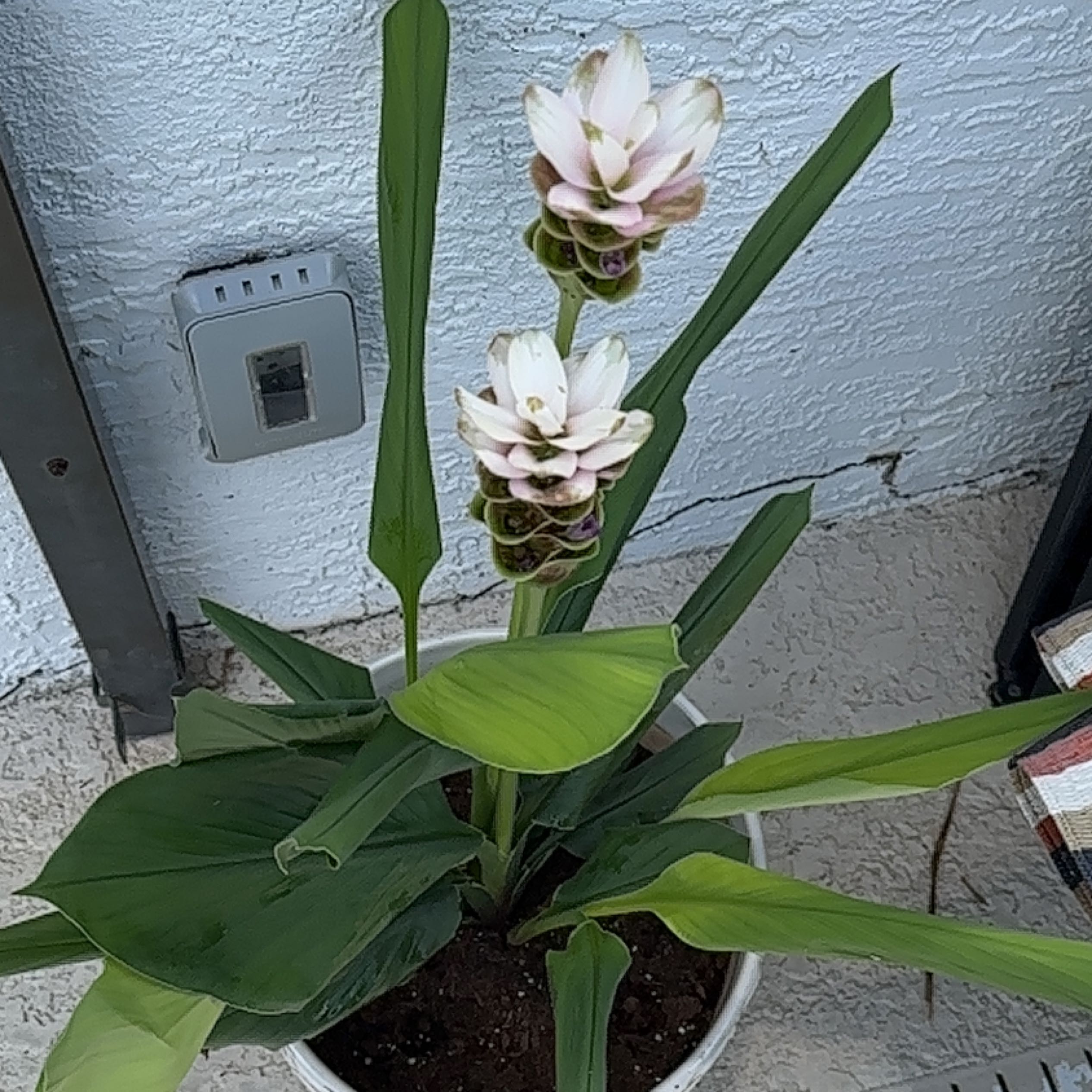 Potted Red Ginger plant with two flowers and healthy green leaves.