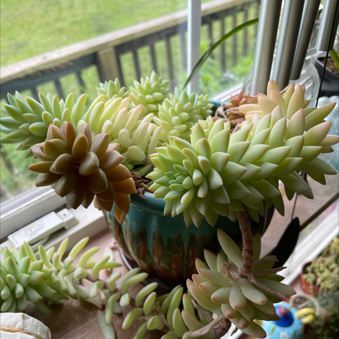 Photo of the plant species Jenny's Stonecrop by Erin named Wasabi on Greg, the plant care app