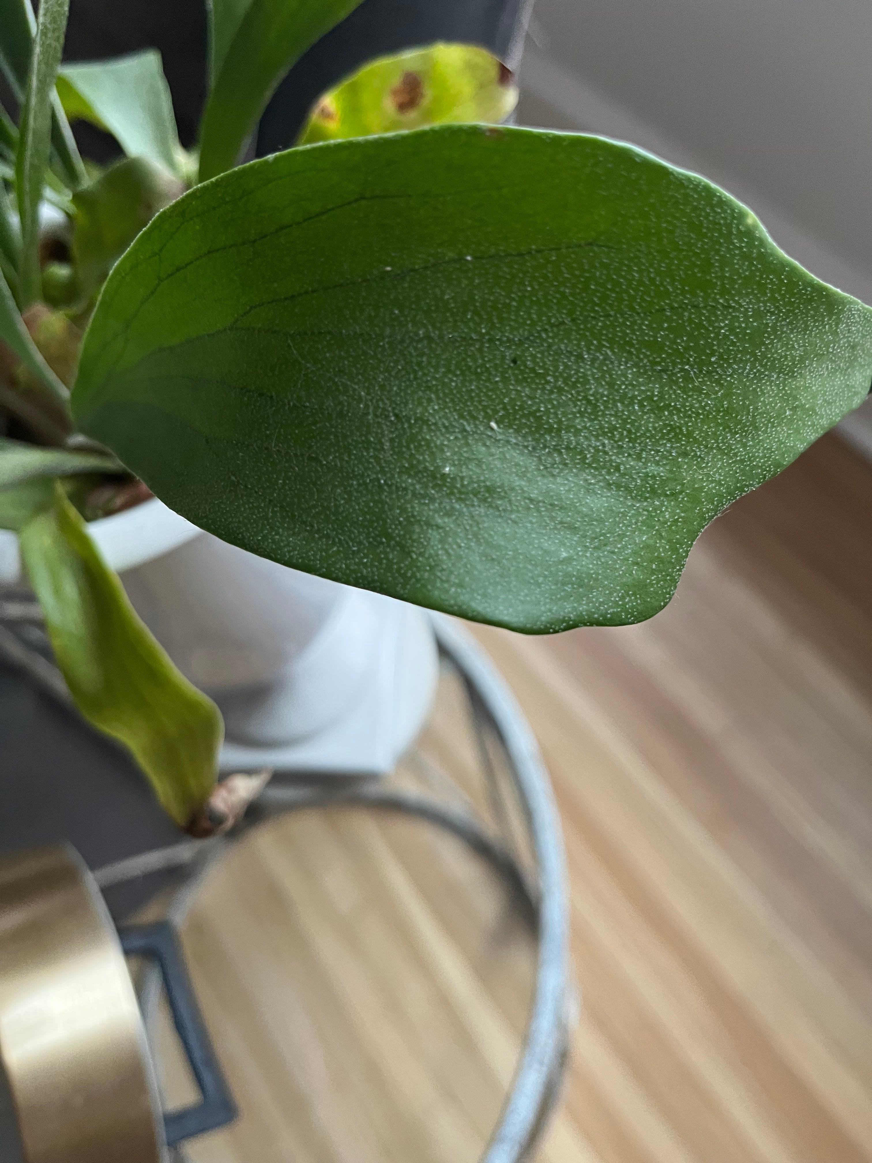 White growths on my staghorn fern leaves!?