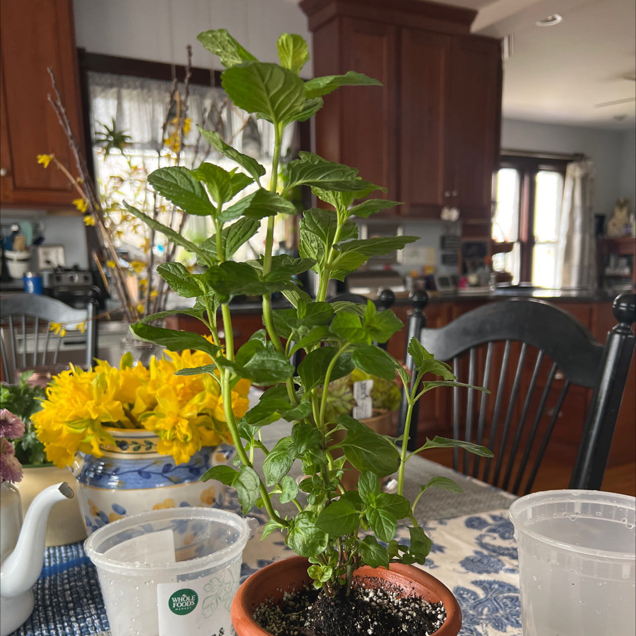 Watermint plant in a pot on a table with household items and other plants in the background.