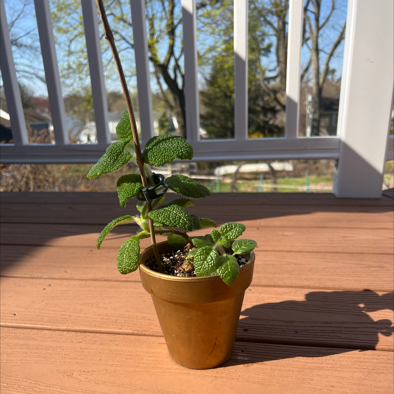 Photo of the plant species Sinningia bullata by @ameliatyn named Didion on Greg, the plant care app