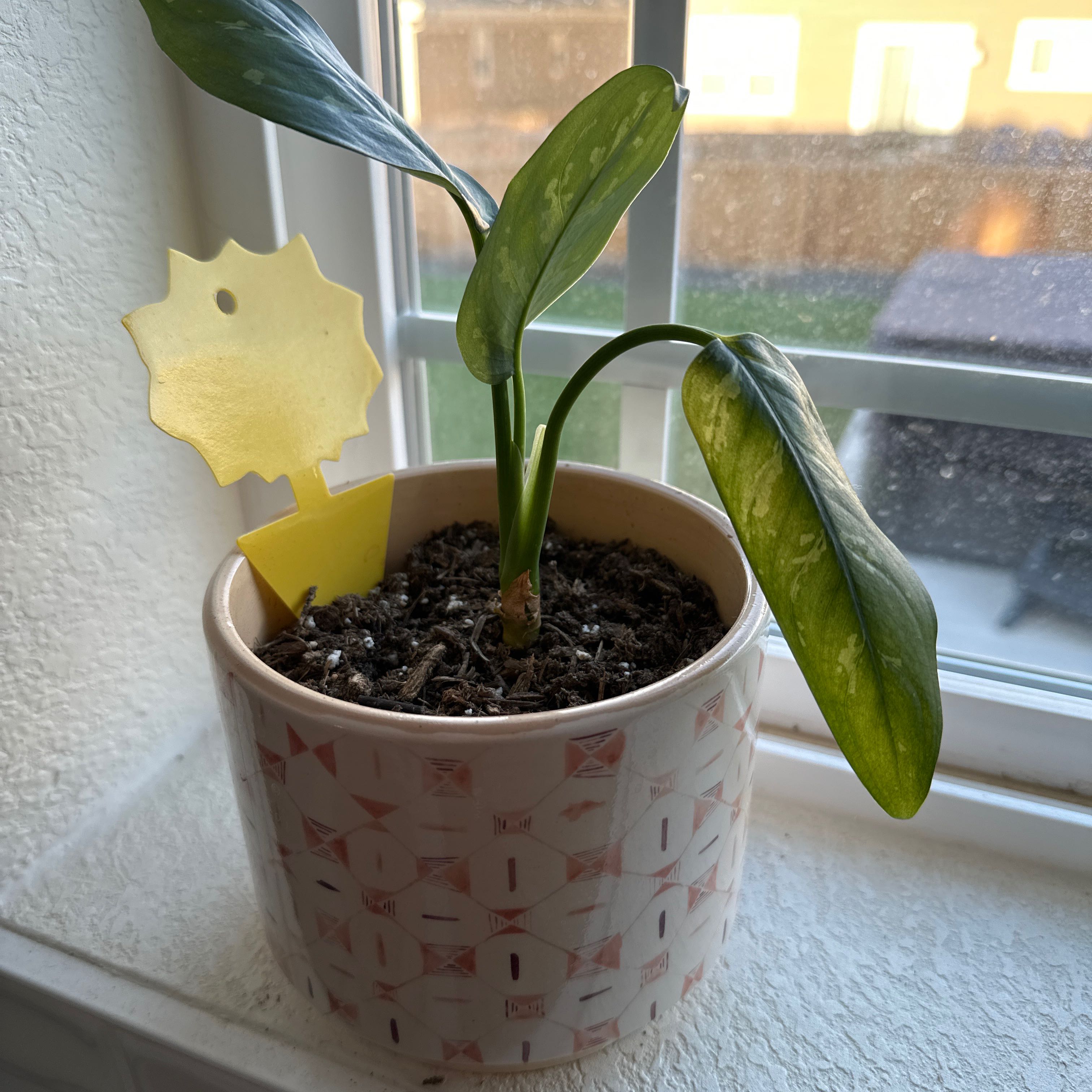 Photo of the plant species Chinese Evergreen by @AdonicWoreya named Figyonce on Greg, the plant care app