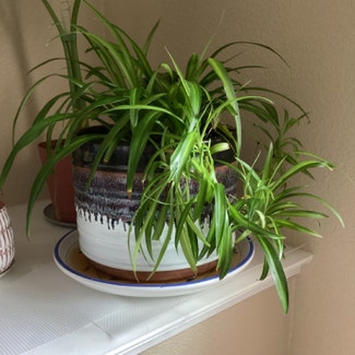 Spider Plant plant in Sparks, Nevada