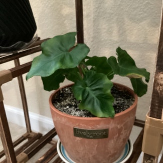 Philodendron 'Super Atom' plant in Sparks, Nevada