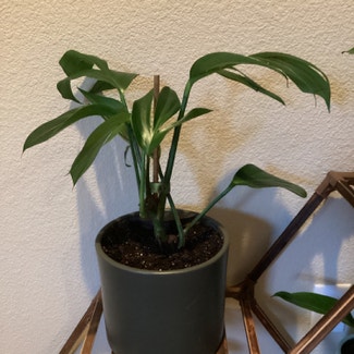 Rhaphidophora decursiva plant in Sparks, Nevada