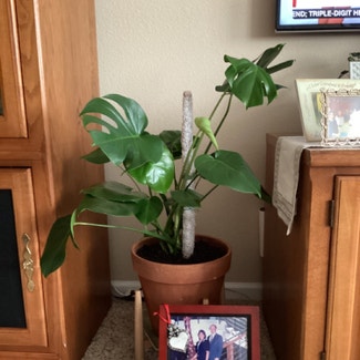 Monstera plant in Sparks, Nevada