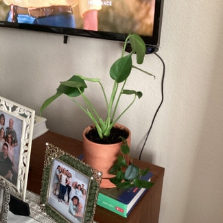 Heartleaf Philodendron plant in Sparks, Nevada