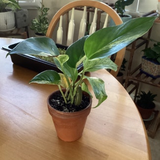Marble Queen Pothos plant in Sparks, Nevada