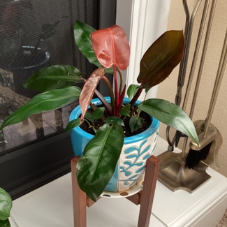 Blushing Philodendron plant in Sparks, Nevada